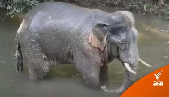 เจอตัว "งาอ้วนเล็ก" ช้างเขาใหญ่บาดเจ็บลงแช่น้ำหางเกือบขาด