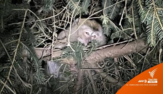 รถชนบนทางหลวงในเพนซิลเวเนีย พบขนลิงแสม 100 ตัวส่งห้องทดลอง