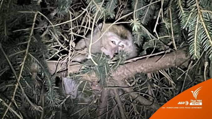 รถชนบนทางหลวงในเพนซิลวาเนีย พบขนลิงแสม 100 ตัวส่งห้องทดลอง