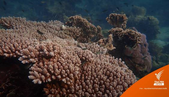  "ปะการัง" เกาะเสม็ดยังรอดคราบน้ำมัน-แม่ค้าโวยคนเมินอาหารทะเล   