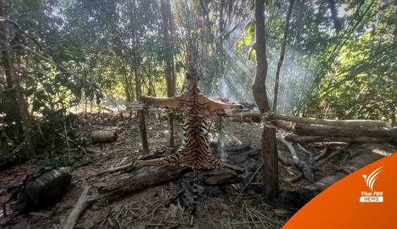 บ่งชี้รูปคดี!  DNA “เสือโคร่ง” ถูกฆ่าป่าทองผาภูมิ เป็นแม่ลูกกัน