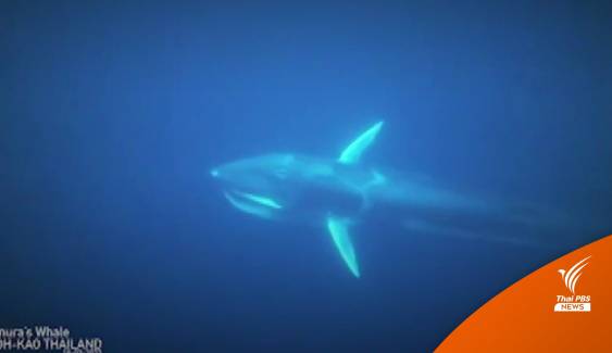 พบวาฬโอมูระ สัตว์สงวนหายากบริเวณอ่าวพังงา