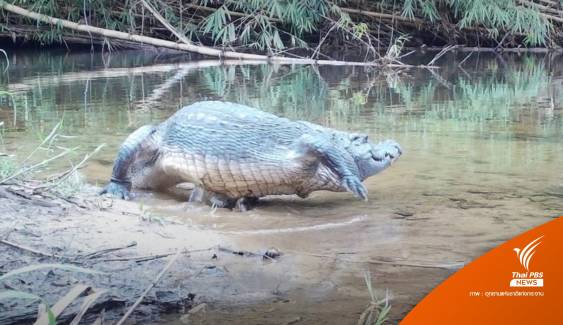 สำรวจแม่น้ำเพชรบุรี พบ "จระเข้น้ำจืด" สัตว์ใกล้สูญพันธุ์
