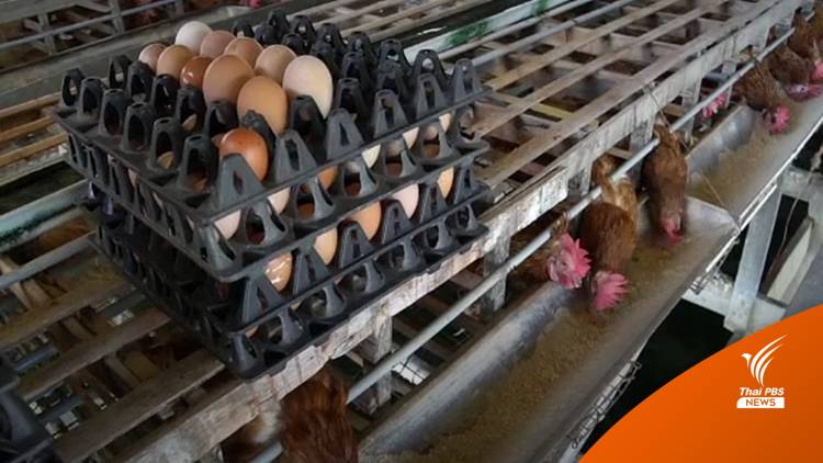 สมาคมฯ ไข่ไก่ตรึงราคาหน้าฟาร์มฟองละ 3.10 บาท
