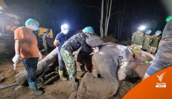 อาลัย "พลายโค้ก" ช้างป่านักสู้ ผ่าซากพบกระสุน 39 นัด