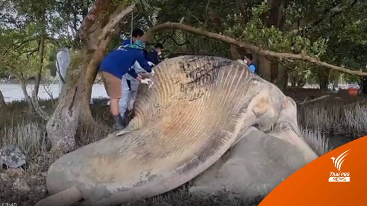 &quot;วาฬบรูด้า&quot; ขนาด 11 เมตรตายชายฝั่งบางขุนเทียน  