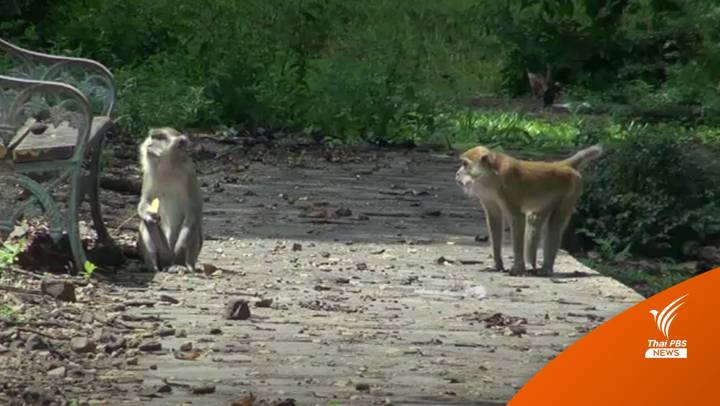สวนสัตว์สงขลาเตรียมจับ "ลิง" ตรวจหาเชื้อโรค-มาลาเรียโนวไซ