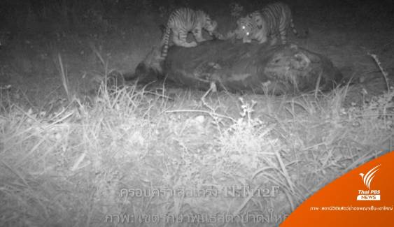 หายาก "ครอบครัวเสือโคร่ง" พบแล้ว 15 ตัวป่าดงพญาเย็น-เขาใหญ่