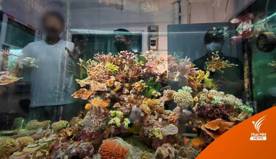 บุกจับแหล่งค้าออนไลน์ "ปะการัง-กัลปังหา" ยึดของกลาง 300 ชิ้น