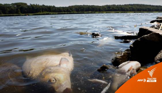 โปแลนด์-เยอรมนี เร่งหาสาเหตุปลาตายเกลื่อนแม่น้ำ