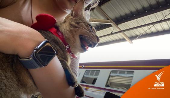 "หมูทะ" นั่งรถไฟหลบบ้าน แมวหลงทางด่วนฯ กลับหาดใหญ่แล้ว