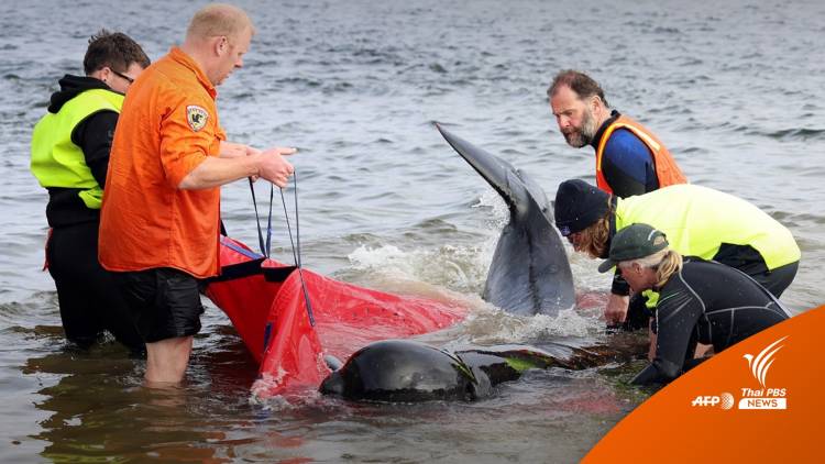 ช่วยวาฬนำร่อง 35 ตัวรอดตายเกยตื้นหาดออสเตรเลีย