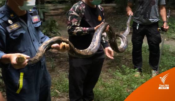 จับแล้ว "งูเหลือม" 3.5 เมตร กัด จนท.ในกรมอุทยานฯ