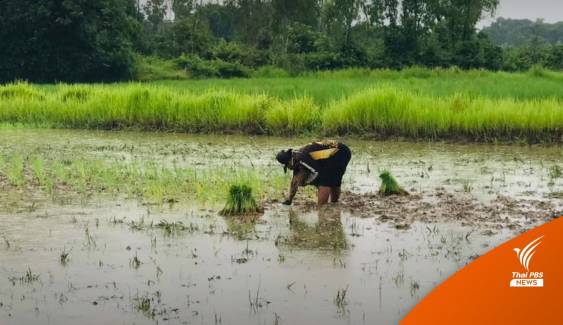 น้ำท่วมขังพื้นที่เกษตรเสียหายกว่า 9 หมื่นไร่