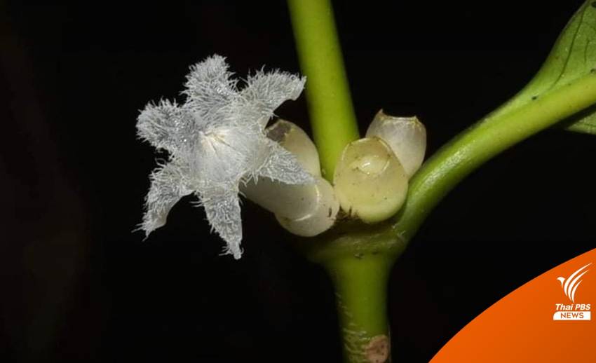 ค้นพบพืชชนิดใหม่ “ดาราพิลาส” ส่งเสริมแหล่งท่องเที่ยวอันดามัน