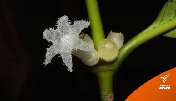 ค้นพบพืชชนิดใหม่ “ดาราพิลาส” ส่งเสริมแหล่งท่องเที่ยวอันดามัน