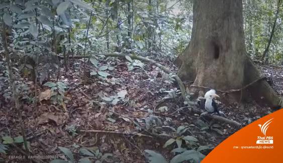 ชมคลิป "ลูกนกเงือกหัวหงอก" ออกจากโพรง ป่าอุทยานฯ บูโด-สุไหงปาดี