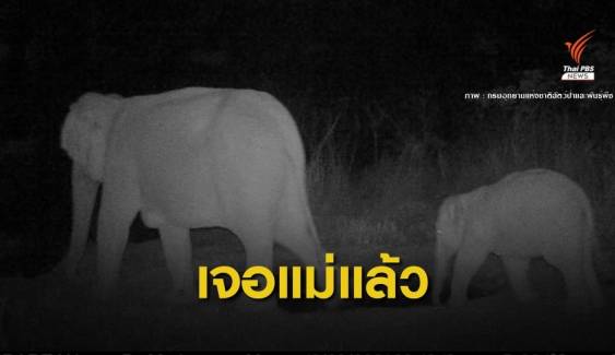 ข่าวดี! รับวันช้างไทย "เจ้ามะเดื่อ" ลูกช้างป่าเจอแม่แล้ว 