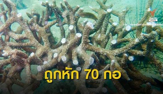 ทช.สำรวจพบกิ่งปะการังแปลงฟื้นฟู "เกาะทะลุ" ถูกหัก 70 กอ 