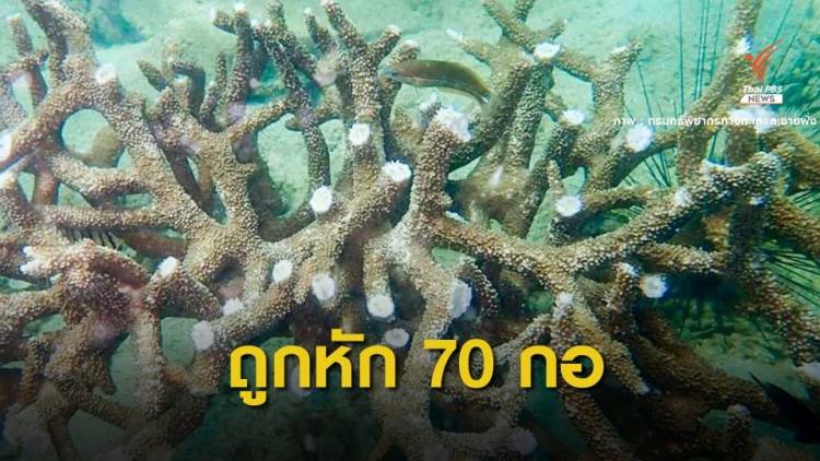 ทช.สำรวจพบกิ่งปะการังแปลงฟื้นฟู &quot;เกาะทะลุ&quot; ถูกหัก 70 กอ 