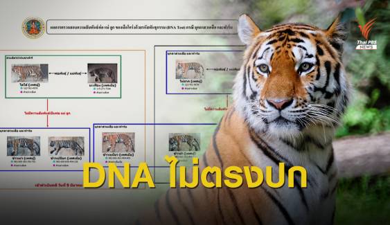 แจ้งข้อหาเพิ่ม สวนสัตว์ดัง "3 เสือโคร่ง" DNA ไม่ตรงปก 