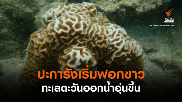 จับตา! อุณหภูมิน้ำทะเลภาคตะวันออกอุ่น ห่วง &quot;ปะการังฟอกขาว&quot; 