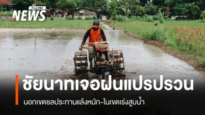 อากาศแปรปรวน ชาวนาชัยนาทเร่งสูบน้ำสำรอง ป้องกันข้าวตั้งท้องเสียหาย