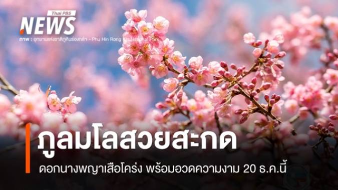 ภูลมโลสวยสะกด! นางพญาเสือโคร่งบานแล้ว พร้อมอวดความงาม 20 ธ.ค.นี้
