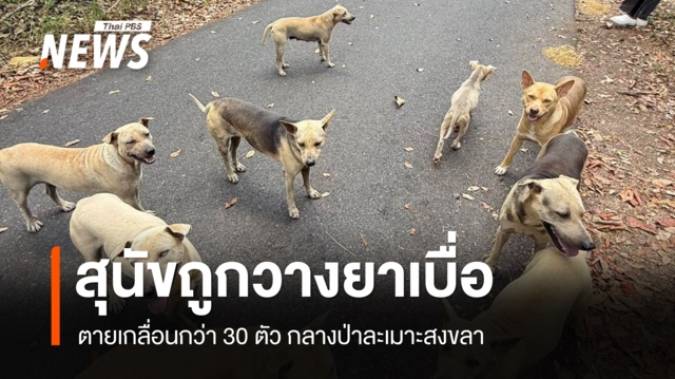 สุนัขถูกวางยาเบื่อ ตายเกลื่อนกว่า 30 ตัว กลางป่าละเมาะสงขลา