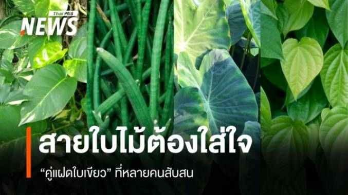 สายใบไม้ต้องใส่ใจ "คู่แฝดใบเขียว" ที่หลายคนสับสน 