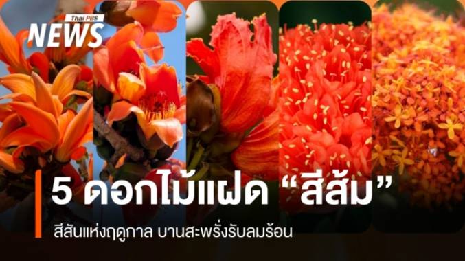อย่าเพิ่งทักผิด! รู้จัก "5 ดอกไม้แฝดสีส้ม" บานสะพรั่งรับลมร้อน