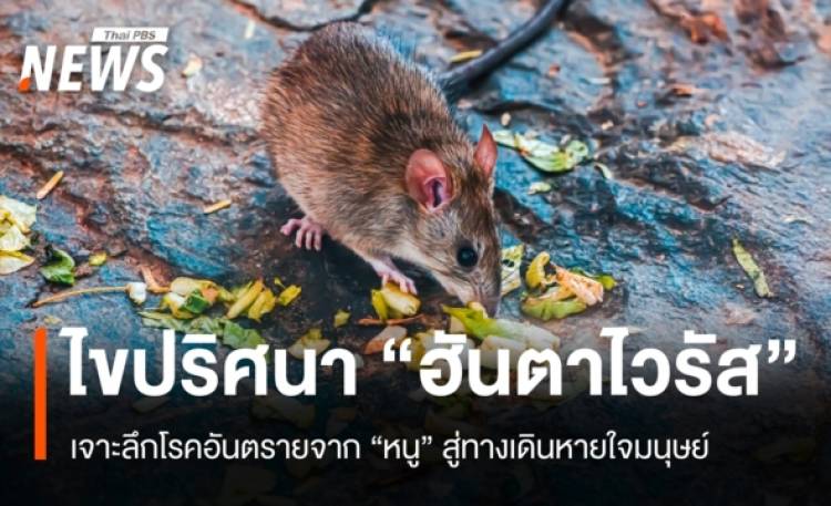 ไขปริศนาโรคหายาก! ไวรัสฮันตาโผล่กลางทะเล เสี่ยงจากหนู