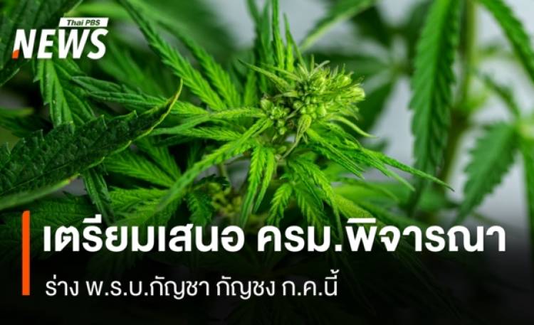 กรมการแพทย์แผนไทยฯ เตรียมเสนอ ร่างพ.ร.บ.กัญชา กัญชง เข้า ครม.เดือน ก.ค.นี้