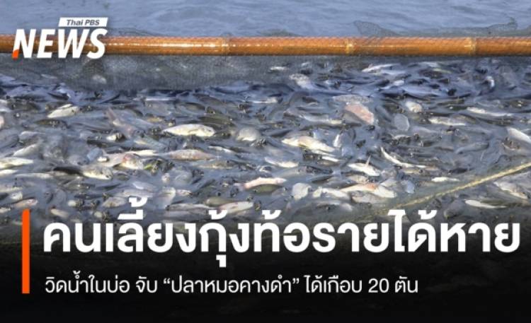 คนเลี้ยงกุ้งท้อรายได้หาย วิดน้ำในบ่อ จับ 