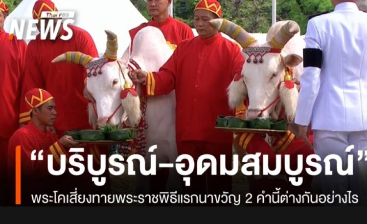คำทำนายผลเสี่ยงทายของพระโค “บริบูรณ์” กับ “อุดมสมบูรณ์” ต่างกันอย่างไร
