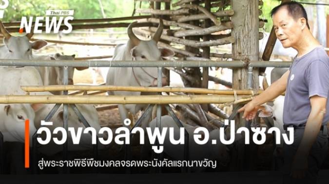 “วัวขาวลำพูน” สู่พระราชพิธีพืชมงคลจรดพระนังคัลแรกนาขวัญ