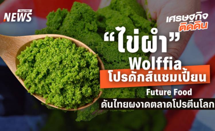 “ไข่ผำ”หรือ Wolffia โปรดักส์แชมเปี้ยน Future Food ดันไทยผงาดตลาดโปรตีนโลก