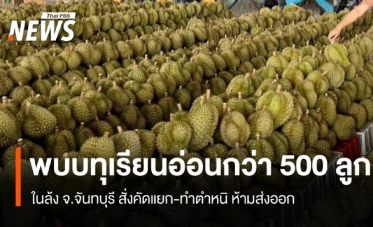 ตรวจพบทุเรียนอ่อนกว่า 500 ลูกในล้งจันทบุรี สั่งรื้อห้ามส่งออก