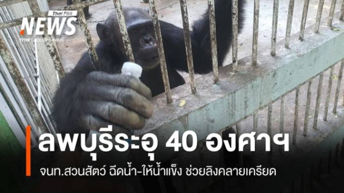 ลพบุรีระอุ 40 องศาฯ เจ้าหน้าที่ฉีดน้ำ-ให้น้ำแข็งช่วยลิงคลายเครียด