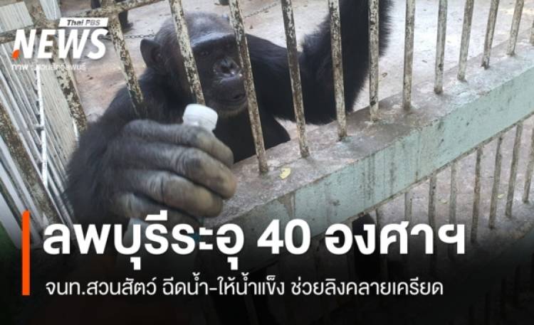 ลพบุรีระอุ 40 องศาฯ เจ้าหน้าที่ฉีดน้ำ-ให้น้ำแข็งช่วยลิงคลายเครียด