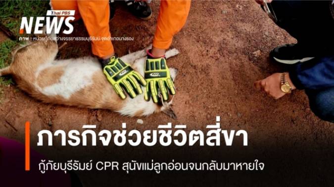 ภารกิจช่วยชีวิตสี่ขา กู้ภัยบุรีรัมย์ CPR สุนัขแม่ลูกอ่อนจนกลับมาหายใจ