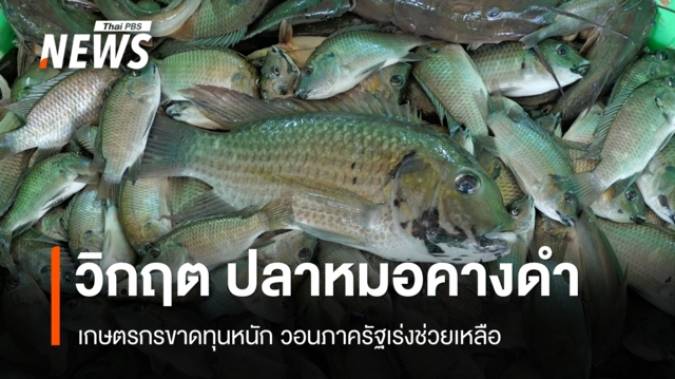 วิกฤต "ปลาหมอคางดำ" โผล่ยึดบ่อกุ้ง 50 ไร่ เกษตรกรขาดทุนหนัก