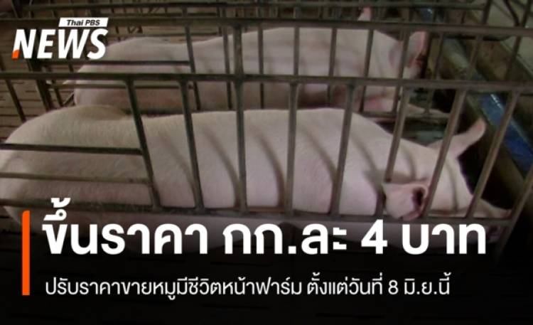 ขึ้นราคาหมูมีชีวิตหน้าฟาร์ม กก.ละ 4 บาท มีผล 8 มิ.ย.นี้