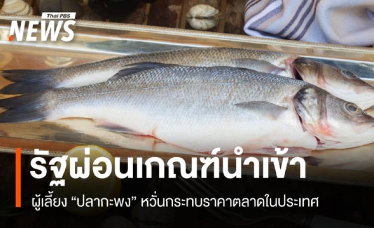 ผู้เลี้ยงปลากะพงหวั่นรัฐผ่อนเกณฑ์ปลานำเข้า เสี่ยงก