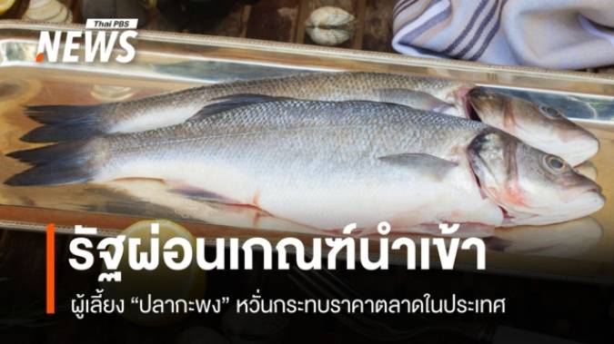 ผู้เลี้ยงปลากะพงหวั่นรัฐผ่อนเกณฑ์ปลานำเข้า เสี่ยงกระทบตลาดในประเทศ