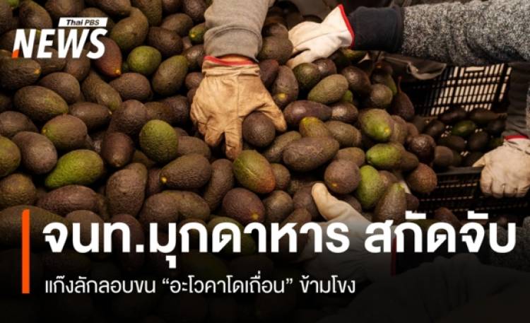 จนท.สกัดจับแก๊งขนอะโวคาโดเถื่อนริมแม่น้ำโขง คาดทะลัก 40 ตัน/วัน