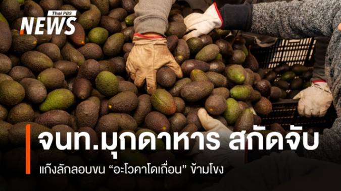จนท.สกัดจับขบวนการขนอะโวคาโดเถื่อนริมแม่น้ำโขง คาดทะลัก 40 ตัน/วัน