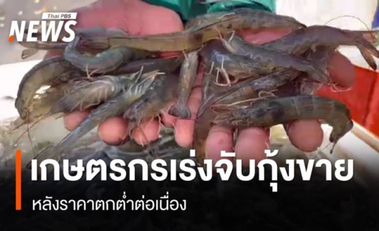 เกษตรกรเร่งจับกุ้งขาย หลังราคาตกต่ำต่อเนื่อง