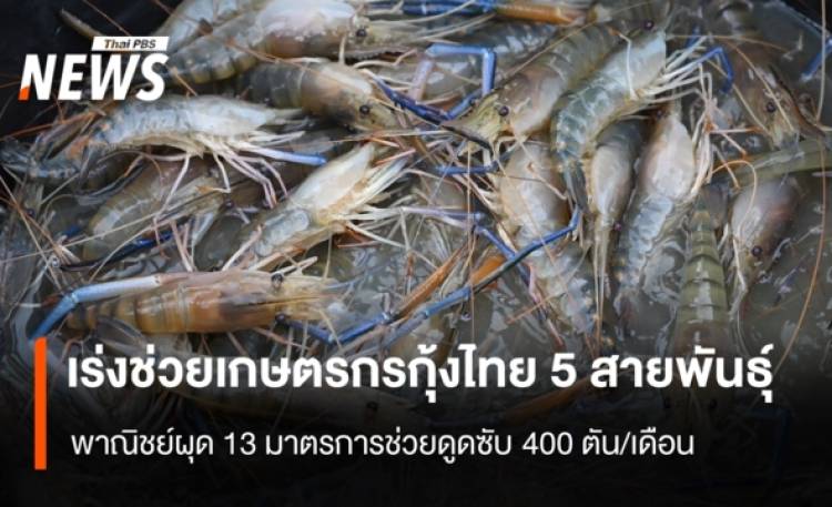 พณ.เร่งช่วยเกษตรกรกุ้งไทย 5 สายพันธุ์  ผุด 13 มาตรการช่วยดูดซับ 400 ตัน/เดือน