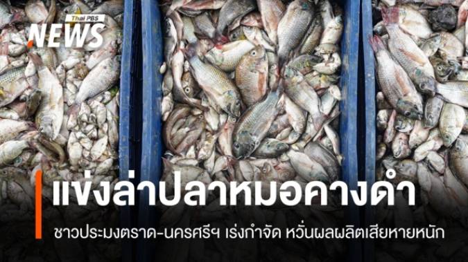 ตราดจัดแข่งล่าปลาหมอคางดำ พบตัวใหญ่-มีไข่เต็มปากจำนวนมาก